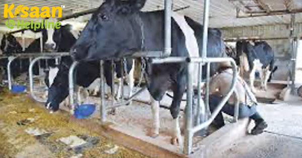 दूध के दाम में 40 प्रतिशत की गिरावट के कारण महास्त्र में किसान विरोध कर रहे हैं